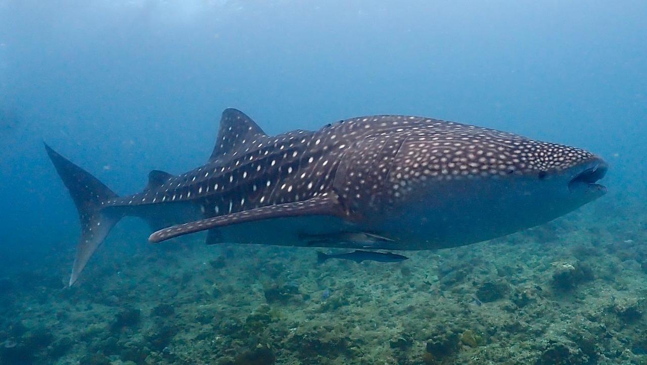 Boutique Beach All Inclusive Diving Hotel Dhigurah  Εξωτερικό φωτογραφία