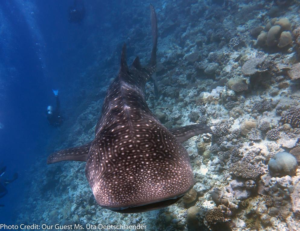 Boutique Beach All Inclusive Diving Hotel Dhigurah  Εξωτερικό φωτογραφία