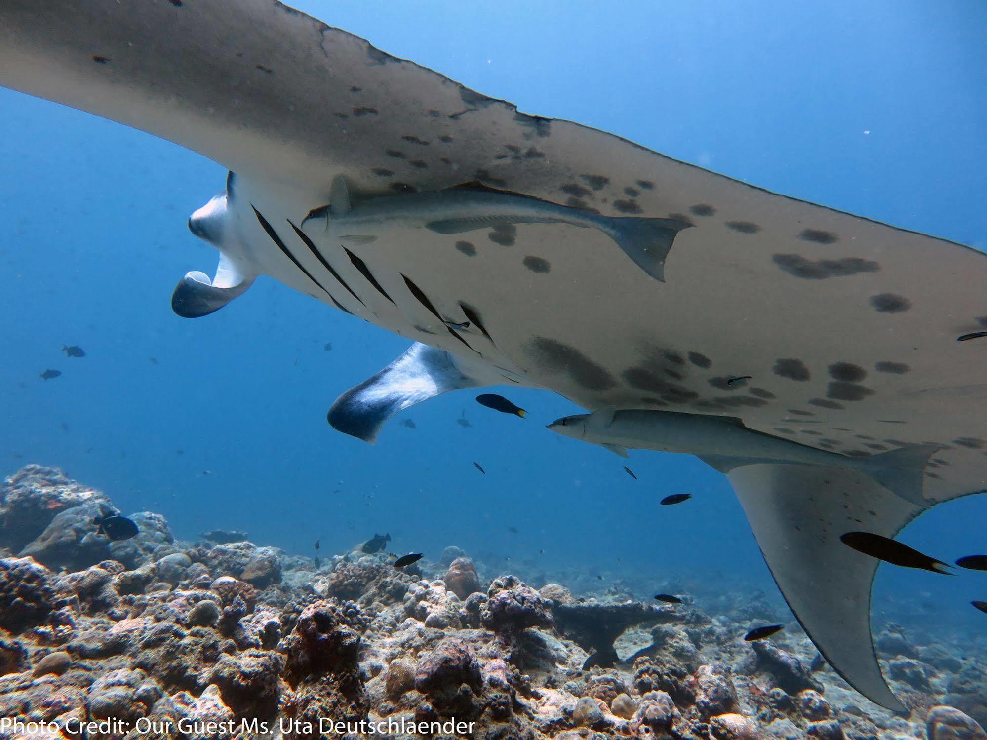 Boutique Beach All Inclusive Diving Hotel Dhigurah  Εξωτερικό φωτογραφία